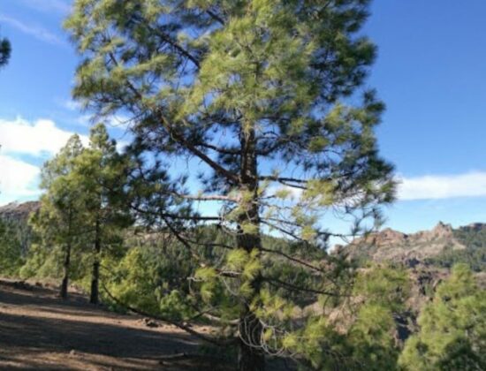 Outdoor sex in La Culata, Tejeda, Gran Canaria