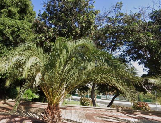 Outdoor sex in Parque Doramas, Las Palmas, Gran Canaria