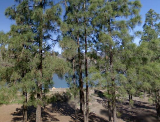 Outdoor sex in Presa de Chira, Gran Canaria